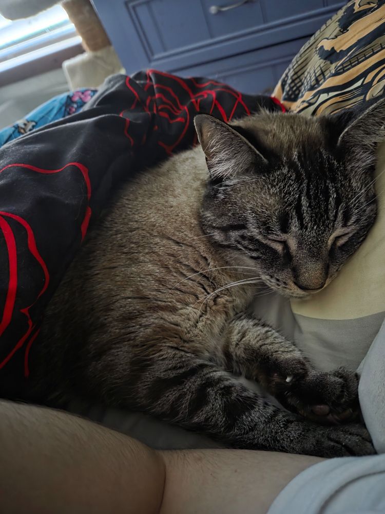 My youngest cat Leo, sleeping under the covers with me