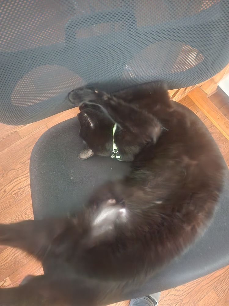 Black cat curled up playfully on an office chair.