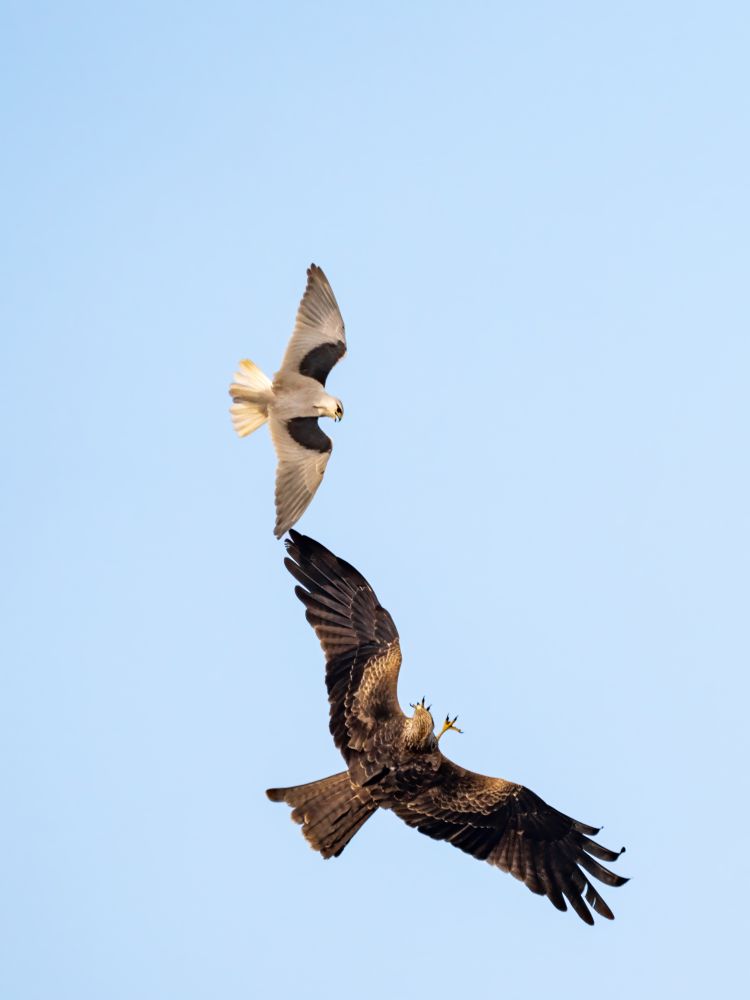 A dynamic aerial shot of a Black-winged Kite chasing and attacking a Black Kite from above. The Black-winged Kite shows its white and grey plumage with distinct black shoulder patches, while the Black Kite below is captured in a defensive mid-air twist, revealing its dark brown, mottled feathers and broad wingspan against a clear sky.
