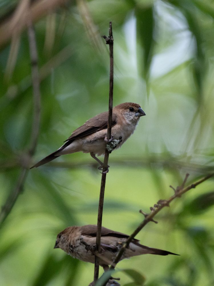 Two Indian Silverbills perched on a thin branch of bamboo. 