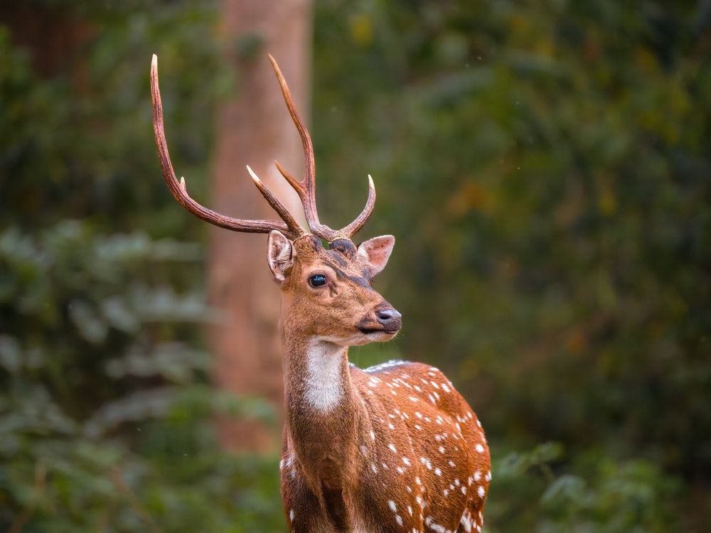 Photograph of a spotted deer with its antlers against the backdrop of the green foliage of the forest.