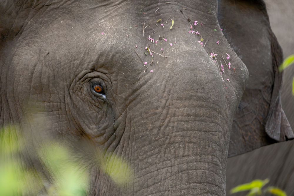 A female indian elephant with red eyes - this one is in color
