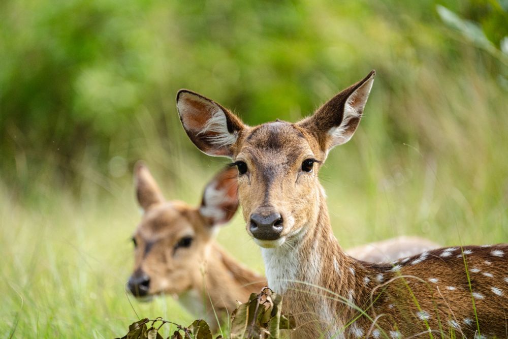 Two spotted deers resting in the grass
