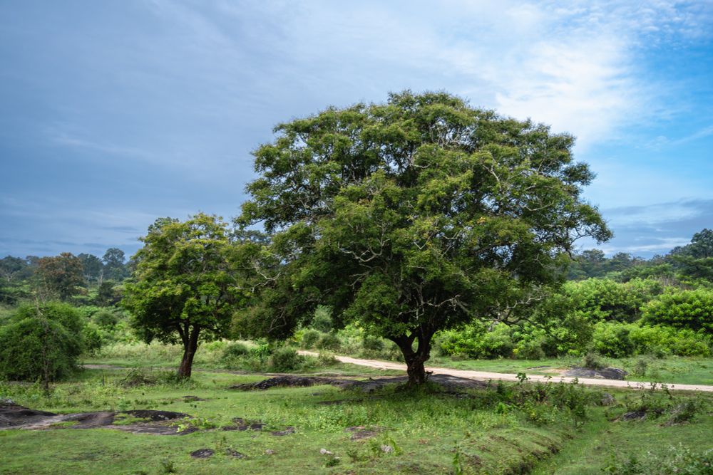 A vibrant green landscape in Bandipur Tiger Reserve on a clear morning, with large leafy trees and fresh grass thriving after the monsoon rains under a bright blue sky.