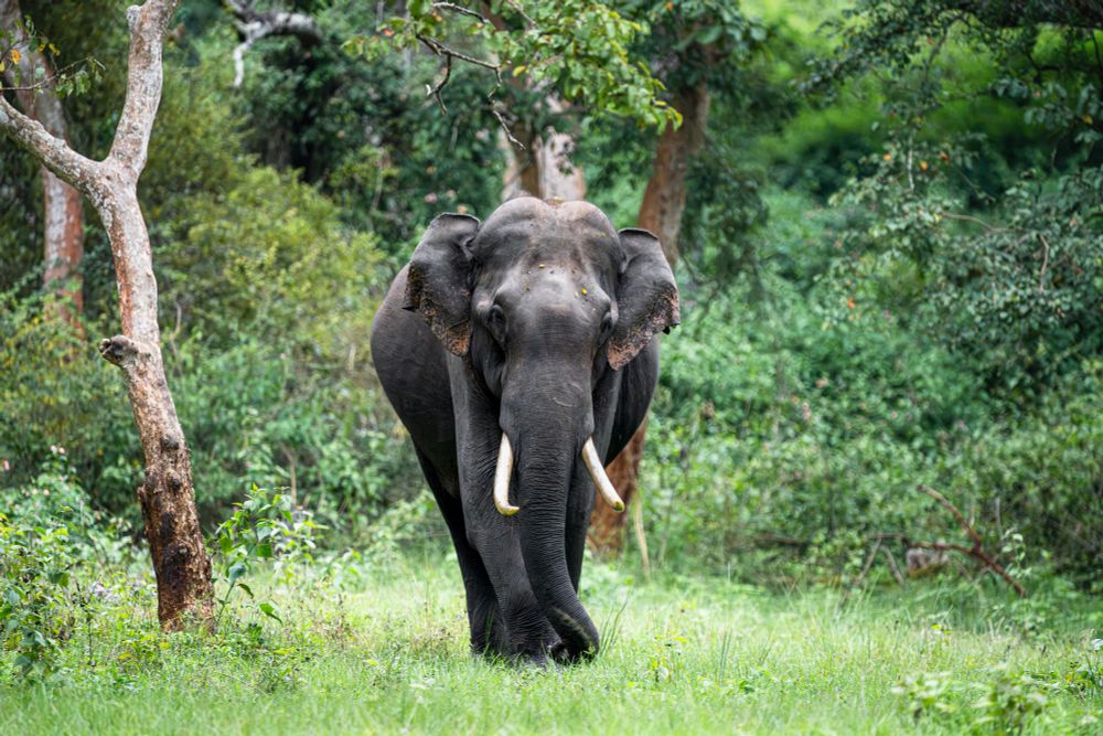 A male Indian Elephant (Tusker) standing looking at the viewer, the background is lush green forest.