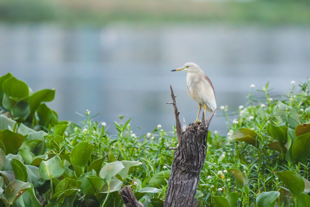 A pond heron perched on a dry tree stump surrounded by green water plants near a calm water body.