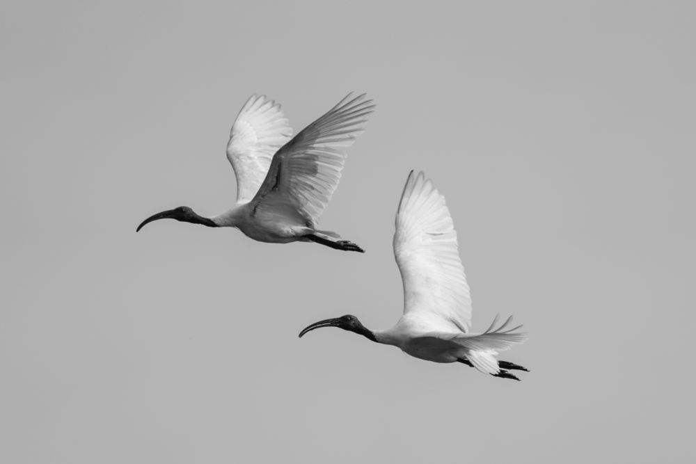 A pair of black-headed ibis flying against grey sky. The photo is in black and white