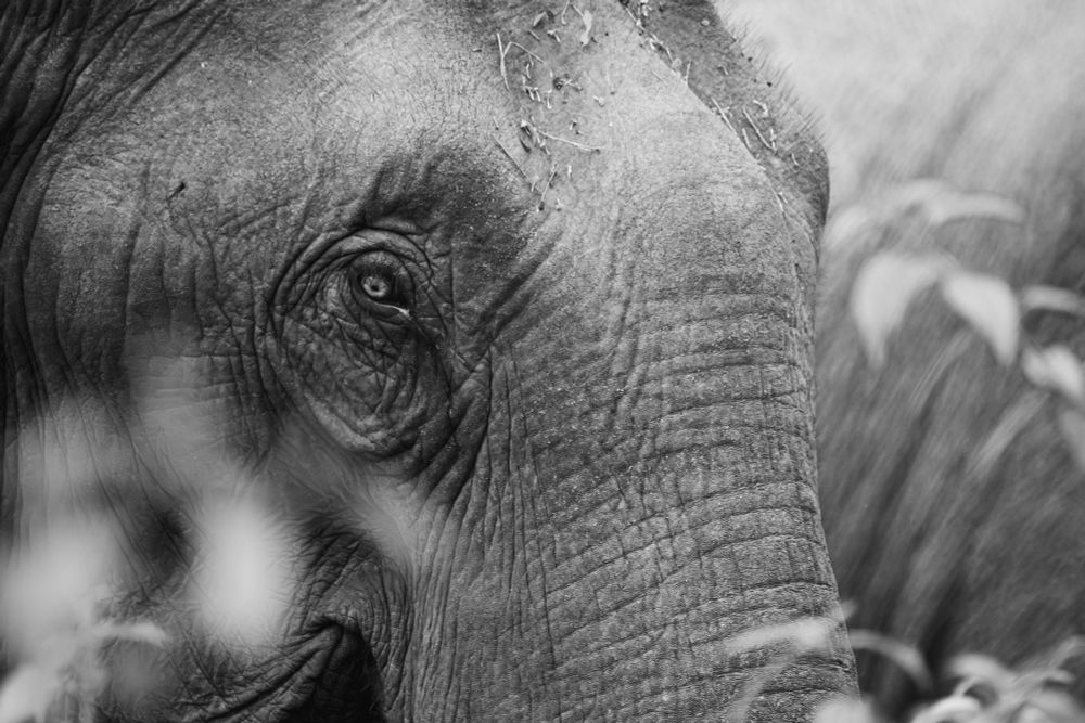A female indian elephant in black and white