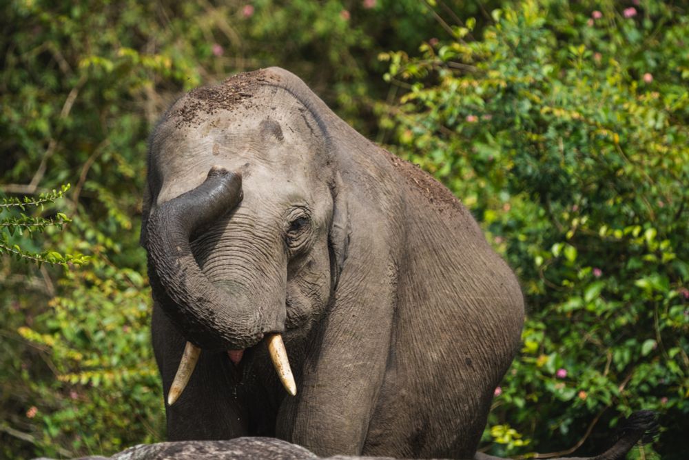 A male elephant throwing water and mud over its body