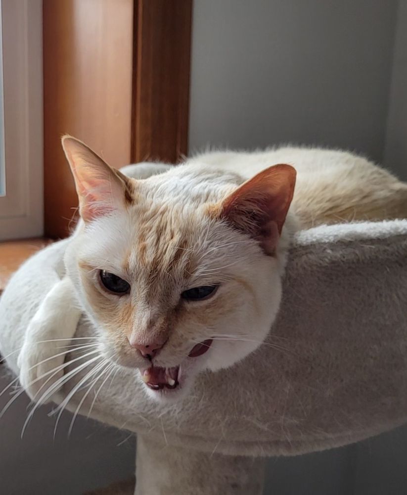 White and orange Siamese flame point mix cat with sleepy blue eyes is lying in the bed on his cat condo, and he's starting to yawn.