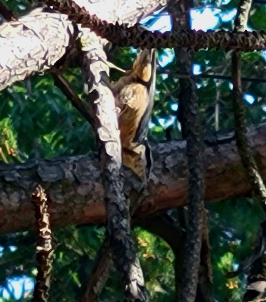 Small, blurry bird upside-down on a tree limb with orange neck, throat and underside, but blue-grey wings and head. The red-breasted nuthatch's head has black and white stripes. 