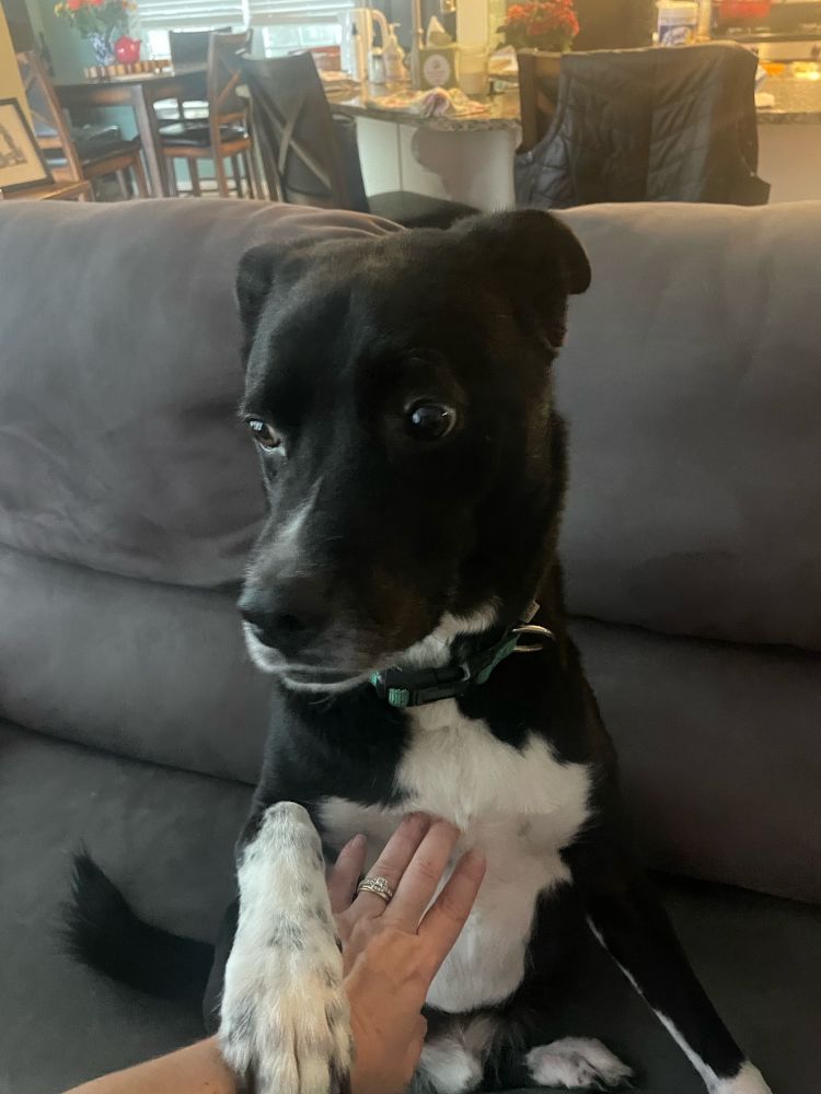 Black and white dog (mutt). Sitting up on couch for human to rub his belly. Has captured human’s hand to keep the pets coming. 