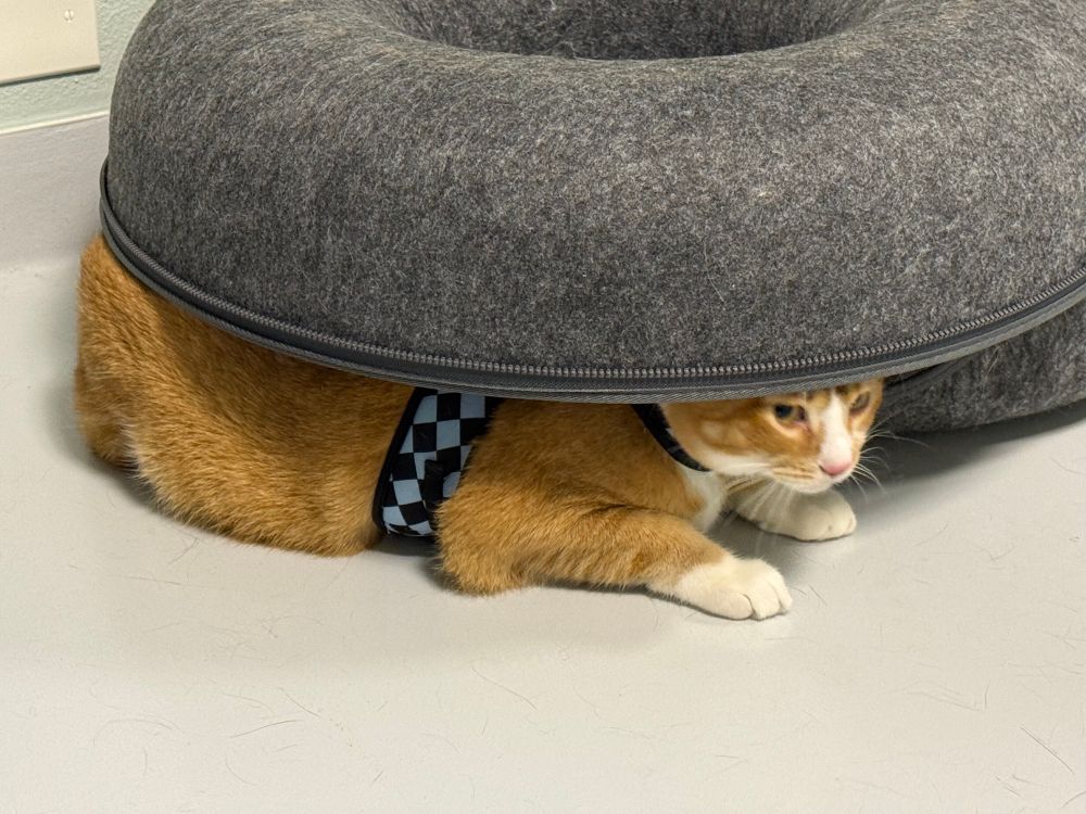 Orange male tabby cat with a blue and black checker harness under a grey felt rounded object. The cat is mostly visible. 