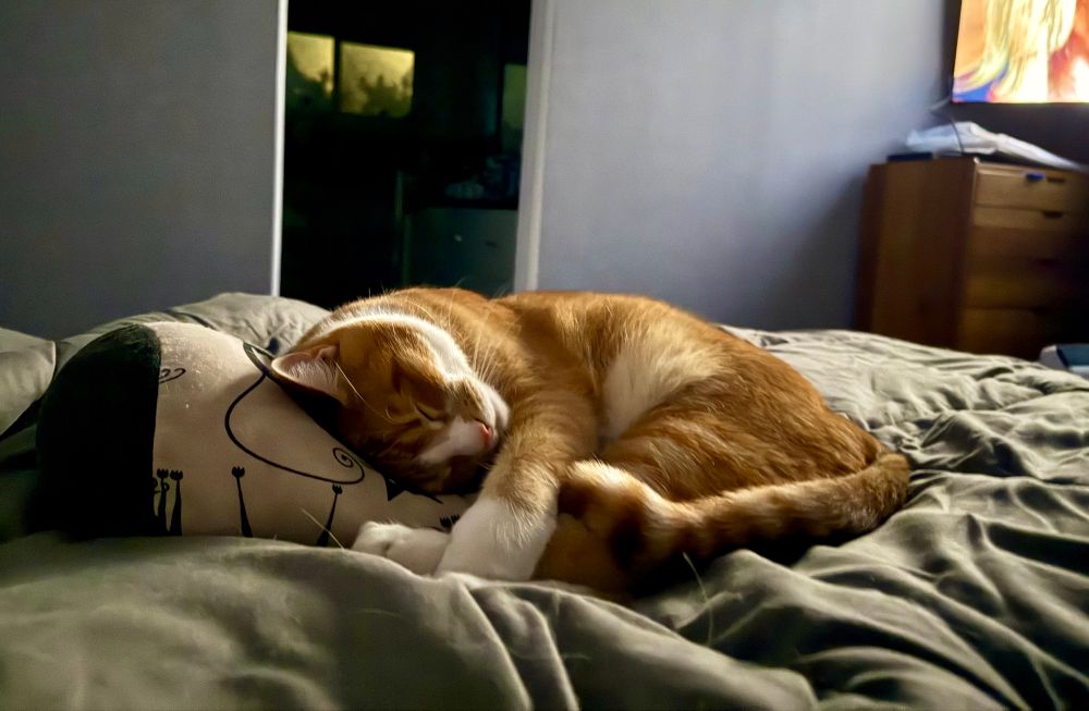 An orange tabby cat curled up on top of a small black and white pillow in the middle of the bed. 