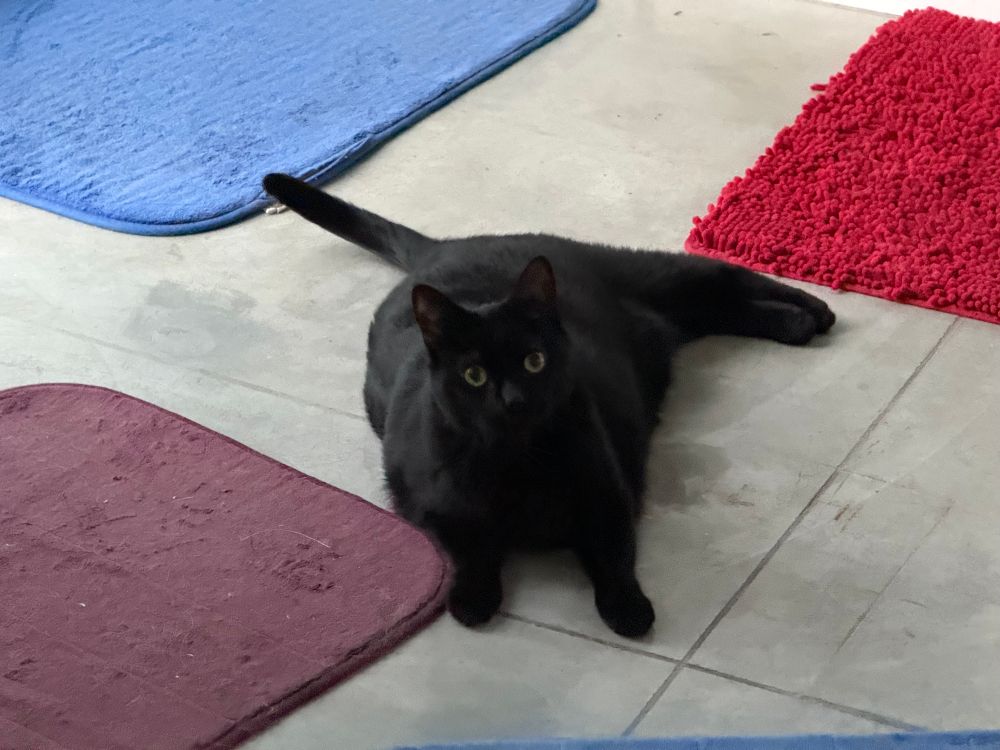 Black American short-hair cat laying on a concrete floor with colorful rugs around her. 