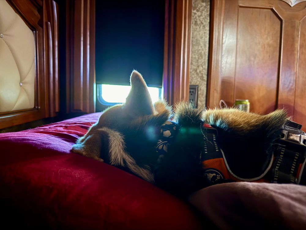 A photograph of a corgi laying down with his head on a red pillow. 