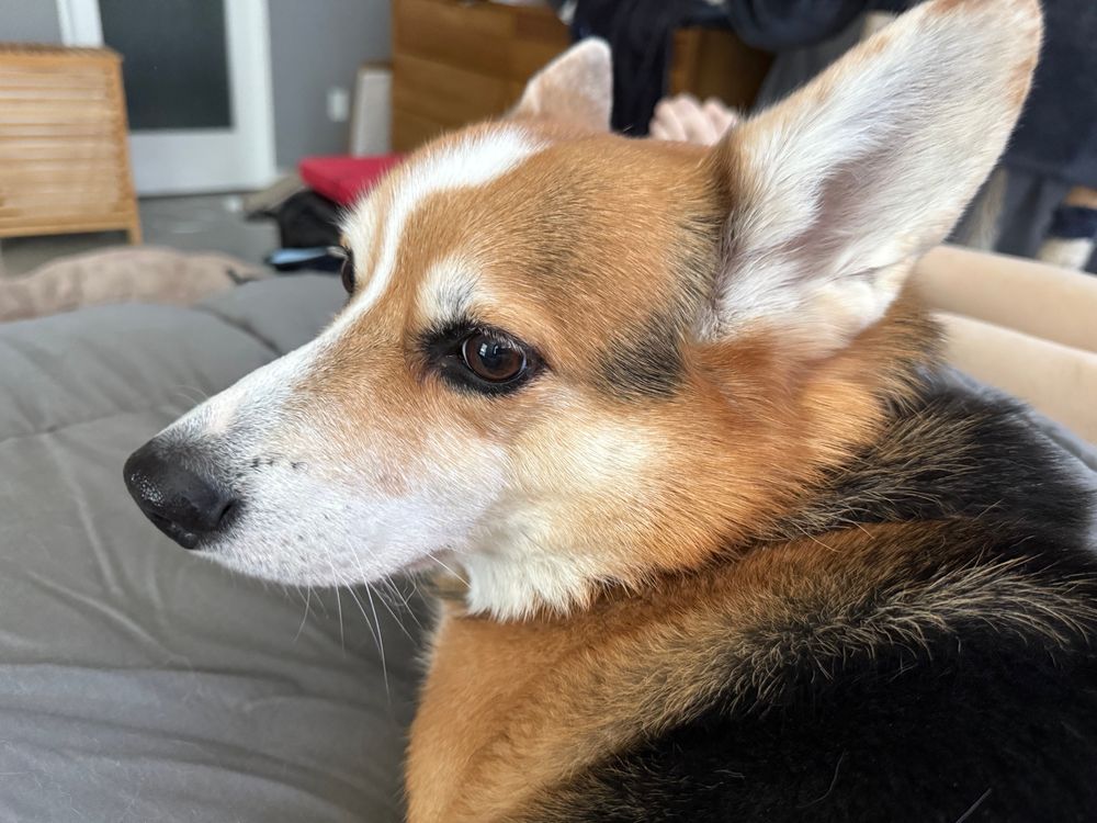 Photograph of the head and shoulders of a Pembroke Welsh Corgi not making direct eye contact with the photographer. 