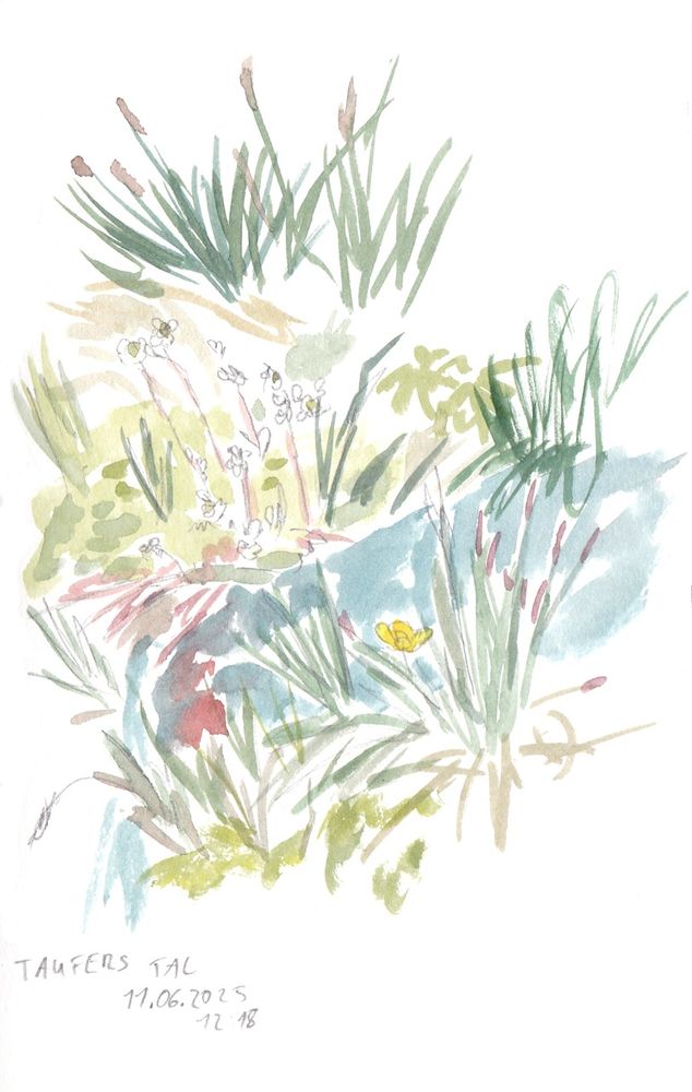 Watercolour sketch of plants along a small stream found in the Taufers valley in Italy. 