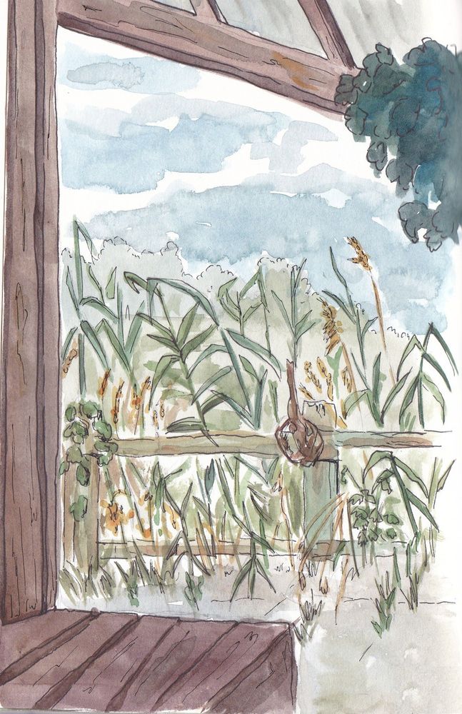 Watercolour sketch showing the view from a hut into a reed field.