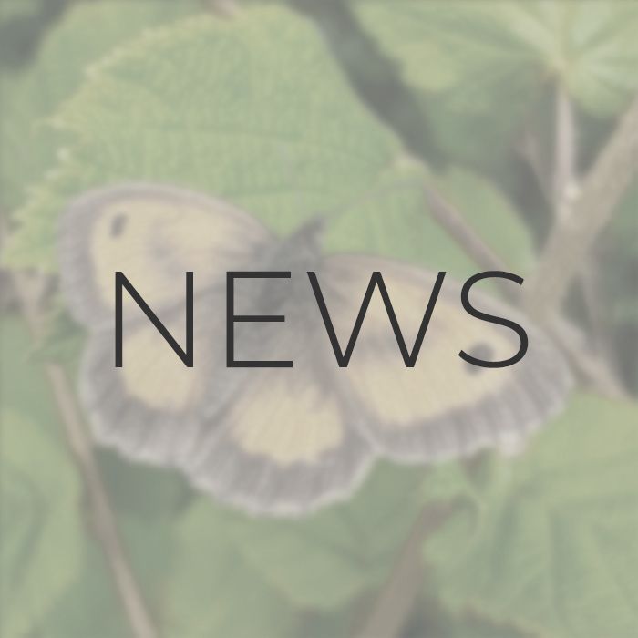 A faded photo of an orange and brown Gatekeeper butterfly with the word NEWS overlaid.