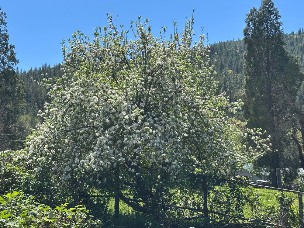 Full blooming apple tree in Northern California! 