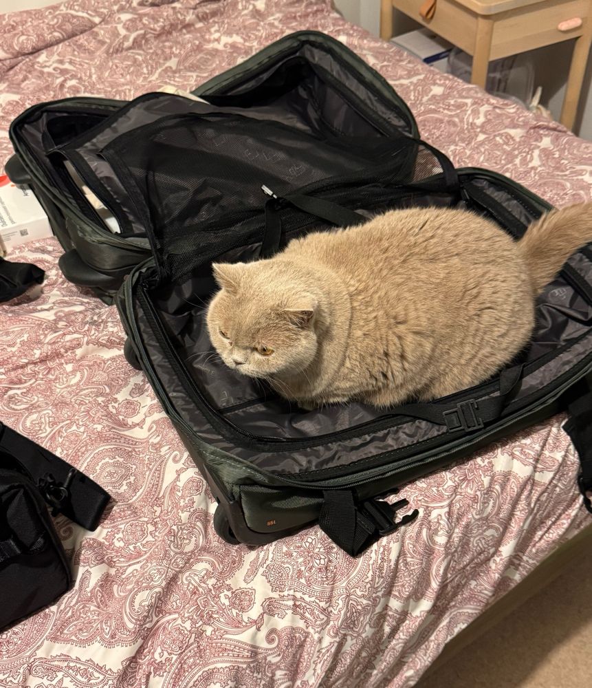 Cat laying in a open suitcase