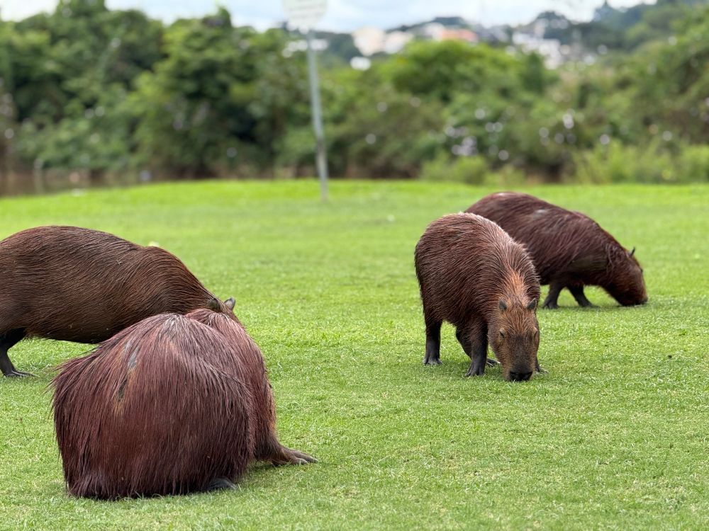 4 Capybaras by the grass
