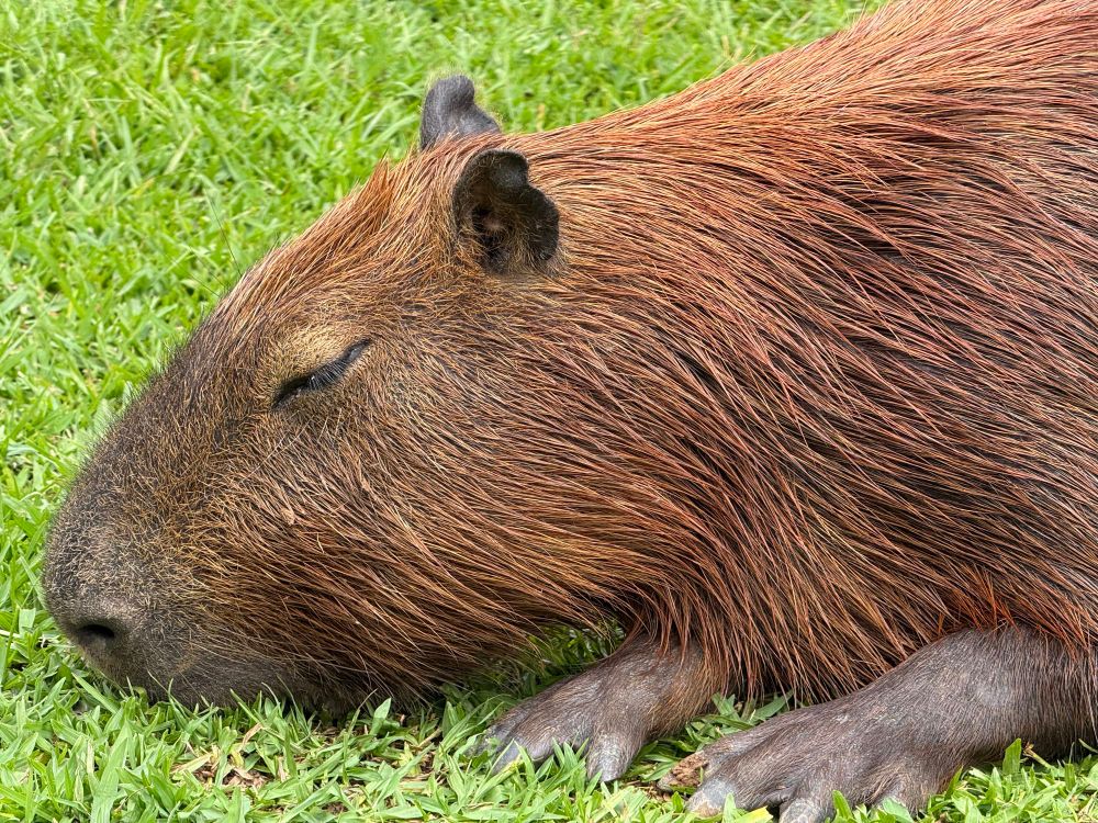 A Capybara eating grass while laying down 