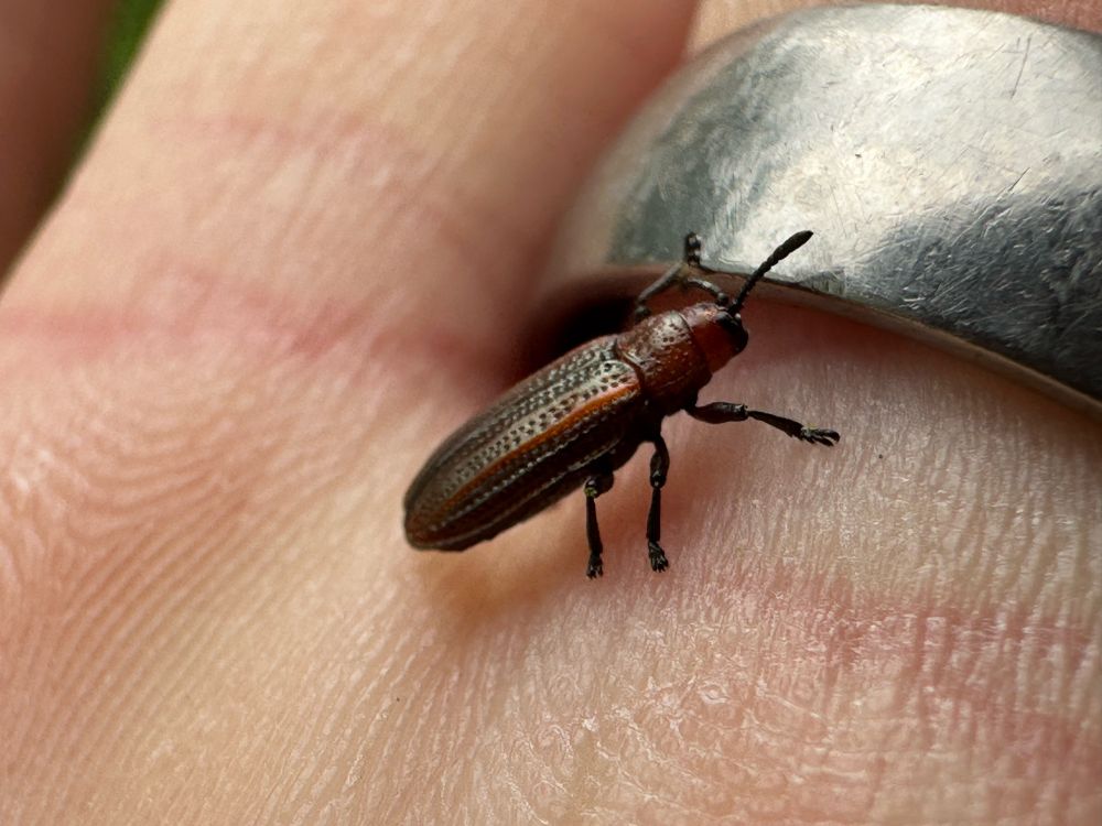 A leaf beetle, oblong in shape, mostly red with some metallic green/gold coloration on the elytra.