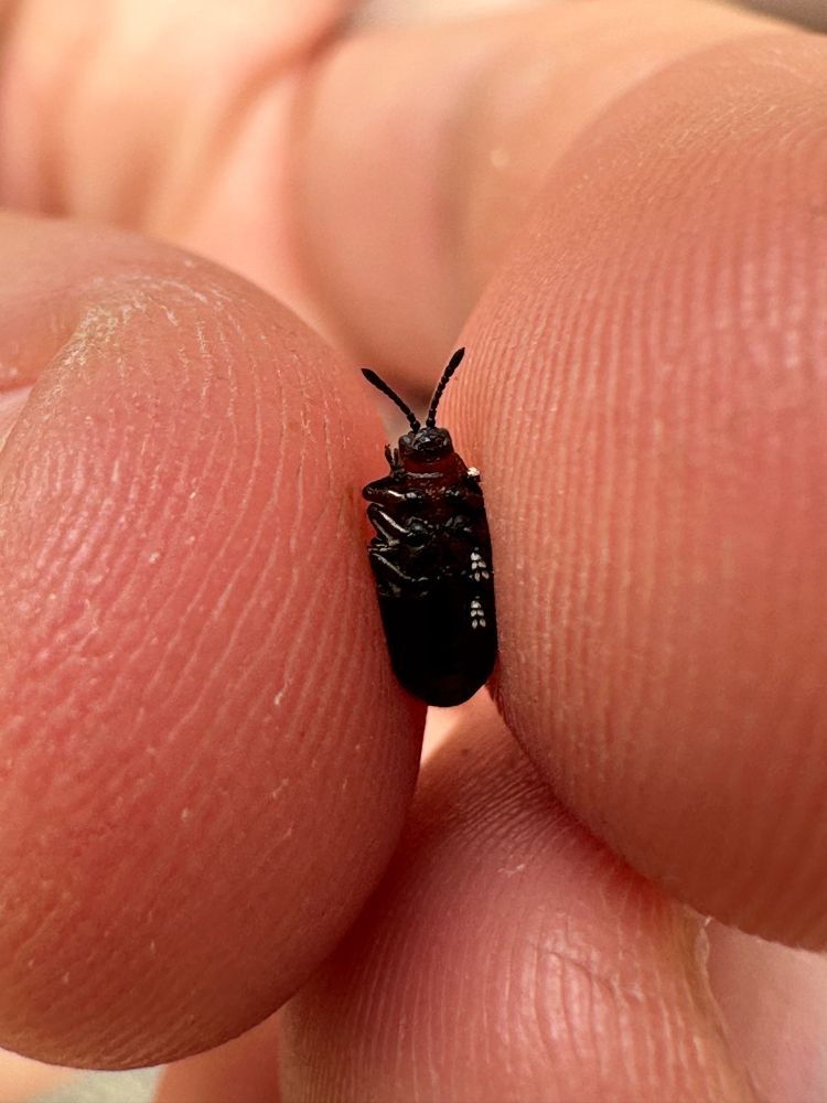 A leaf beetle, oblong in shape, mostly red with some metallic green/gold coloration on the elytra. From below showing tiny white feet.