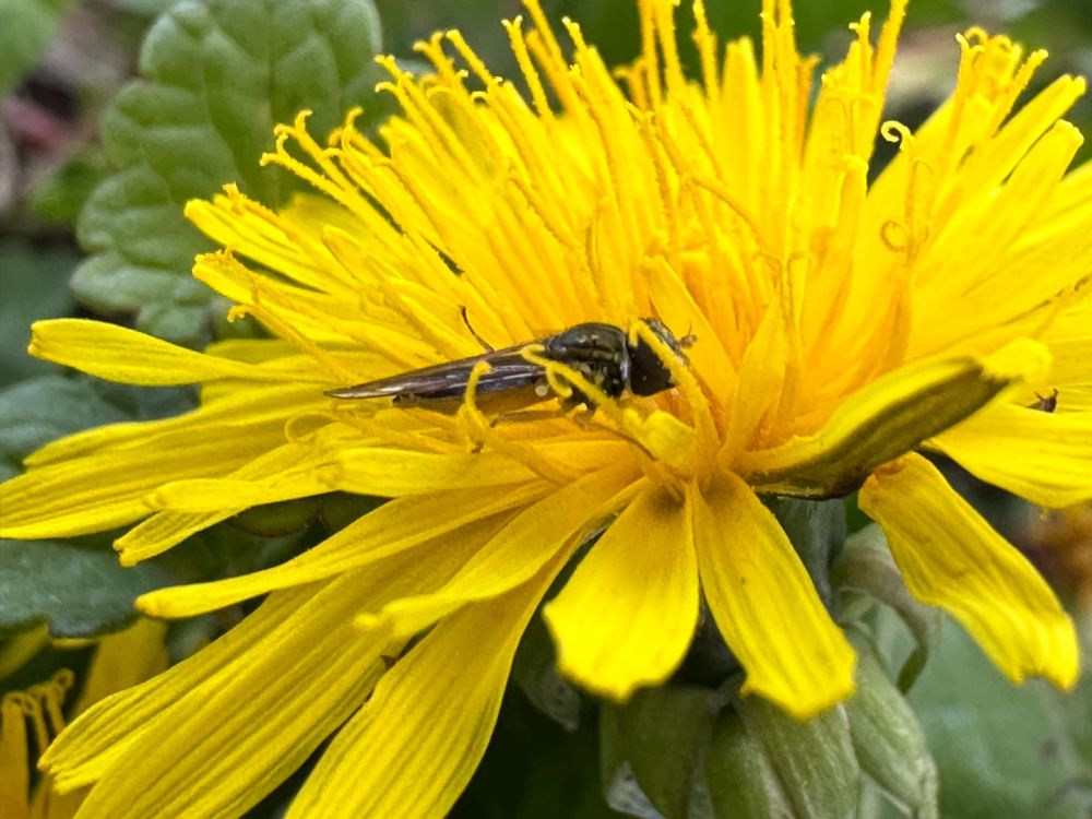 Tiny hover fly sitting on a yellow dandelion, side shot.