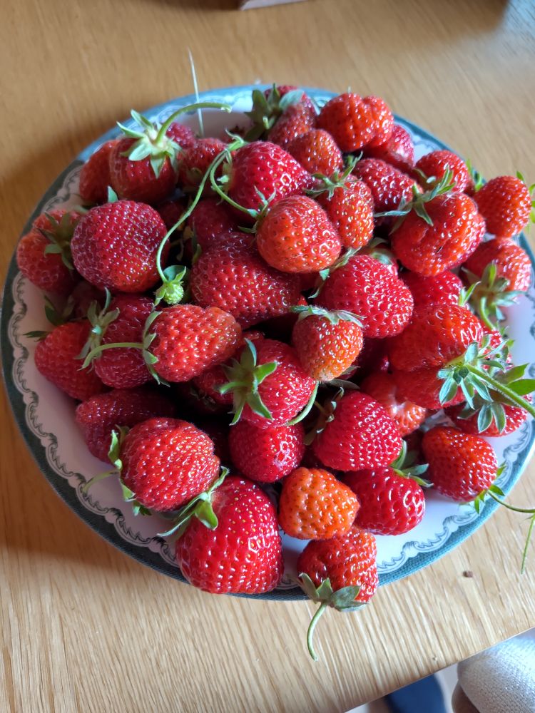 En stor tallrik helt fylld med jordgubbar.