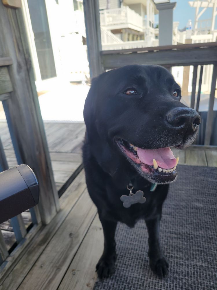 A very smiley black lab named Daisy 