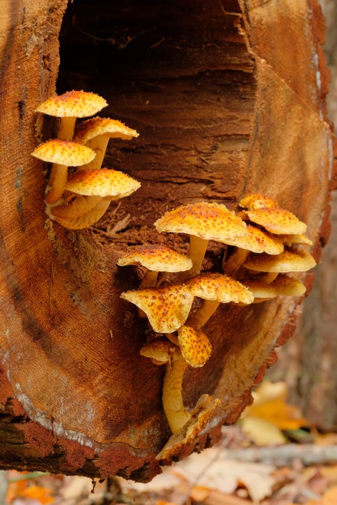 A cluster of big off-white to yellow mushrooms with orange flakey spots on the caps, growing out of the cleanly cut end of a giant log. Presqu'ile Provincial Park, Ontario, Oct 13 2021