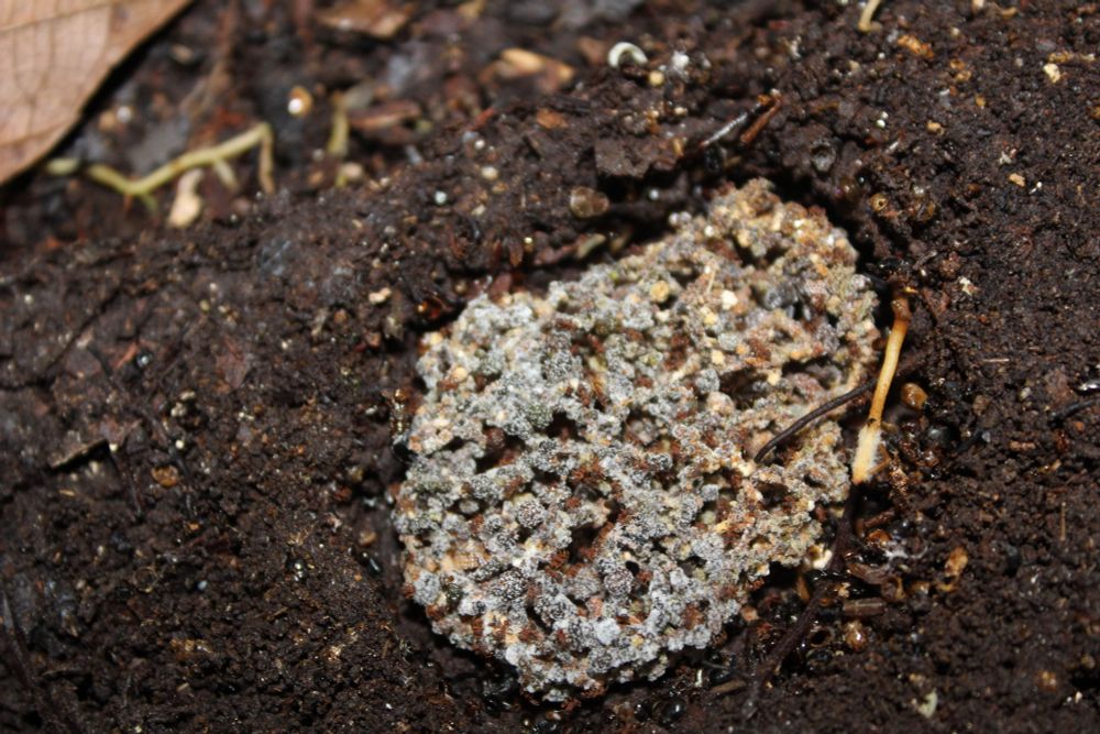 Grayish, porous ball of fungus the size of a baseball embedded in fresh dirt and tended to by pen-point sized ants