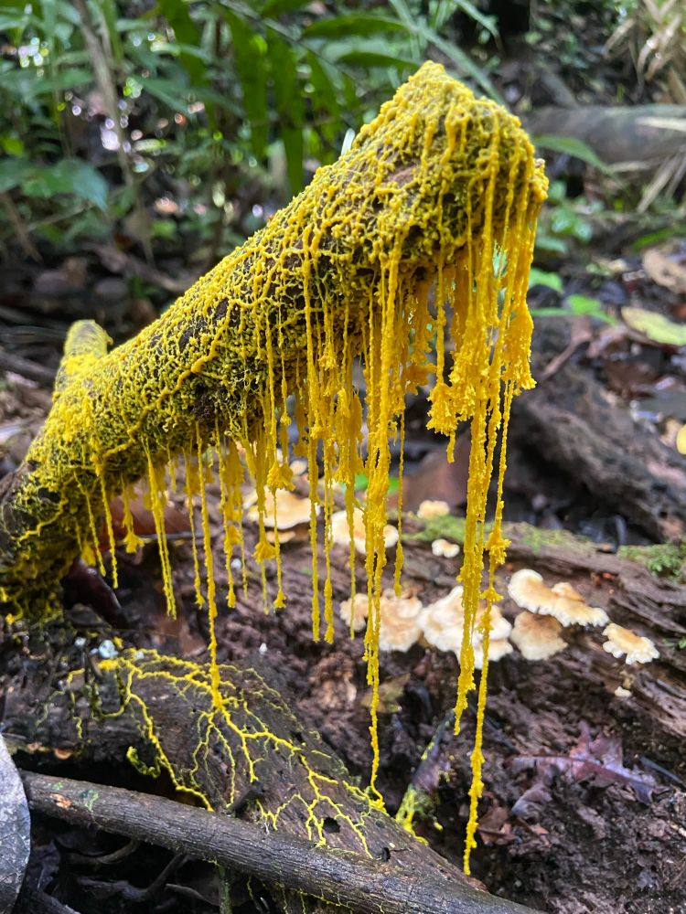 A bright yellow, slime-mold fungus covers and hangs off a small branch with a similar appearance to branches of a willow tree
