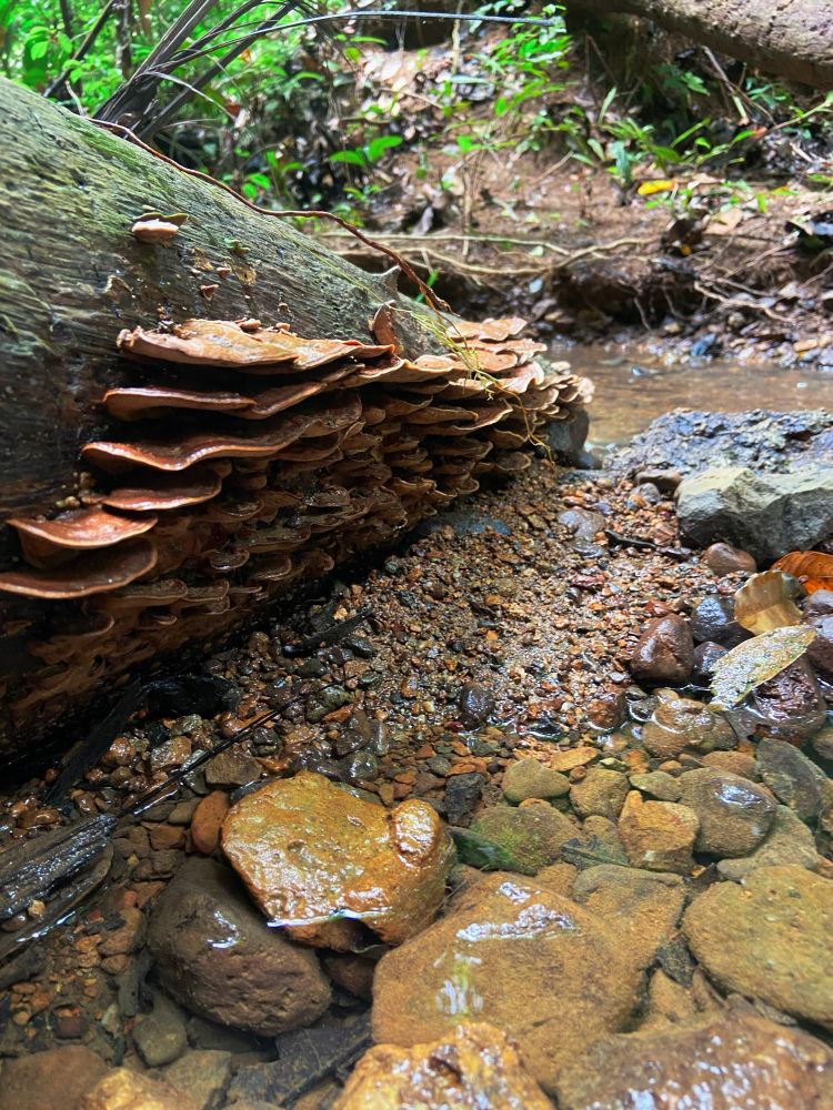 Fallen tree trunk sits in a stream bank covered in reddish brown shelf mushrooms