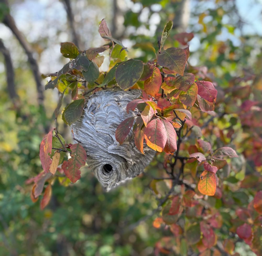 Wasp nest resting in fall foliage 