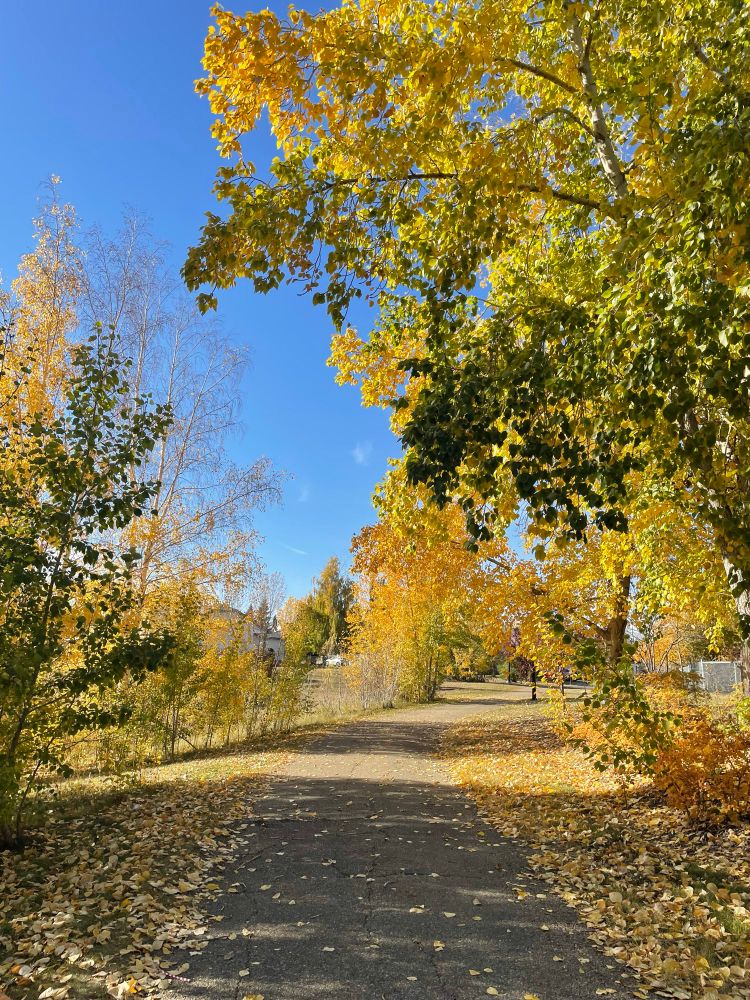 Trees turning golden over a walking path