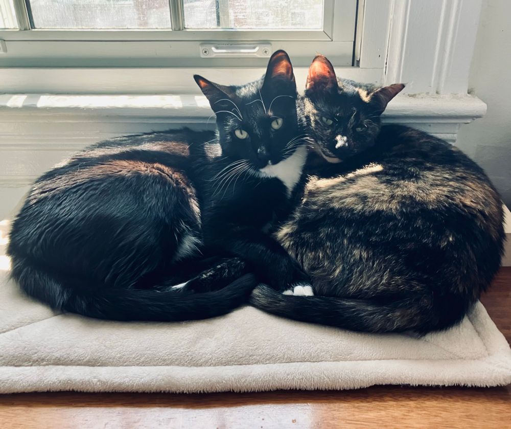 A tuxedo cat and a tortoiseshell cat cuddle, head to head, laying on a mat in front of a window 