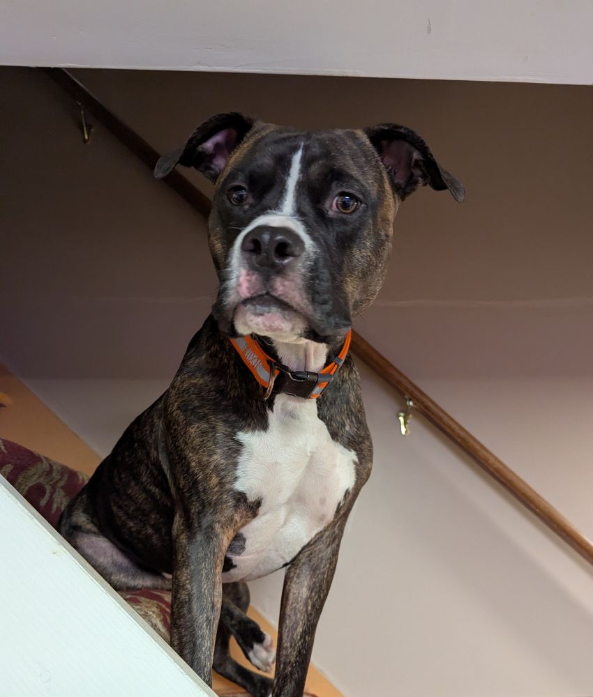 A tri-color brindle mixed breed dog looks directly at the camera from the top of a staircase 