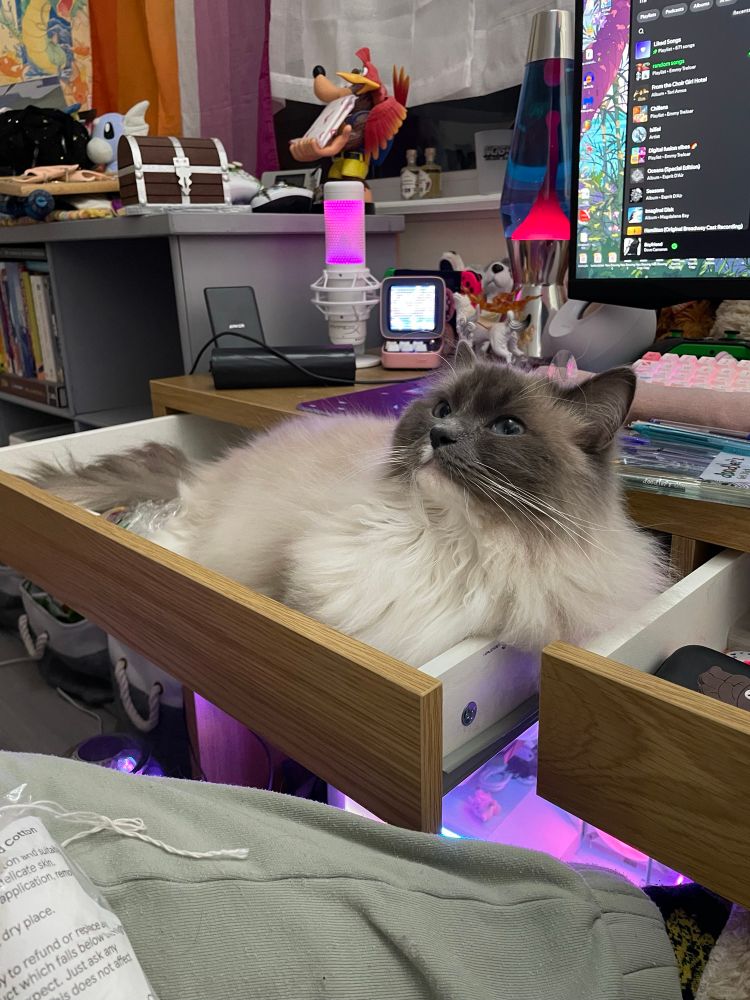 A fluffy Ragdoll cat lying in a mostly empty desk drawer and leaning against the edge, looking away from the camera