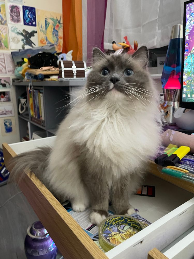 A fluffy Ragdoll cat sitting in a mostly empty desk drawer, looking at the camera