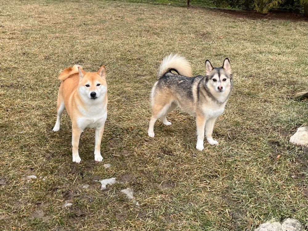柴犬とアラスカンクリーカイ