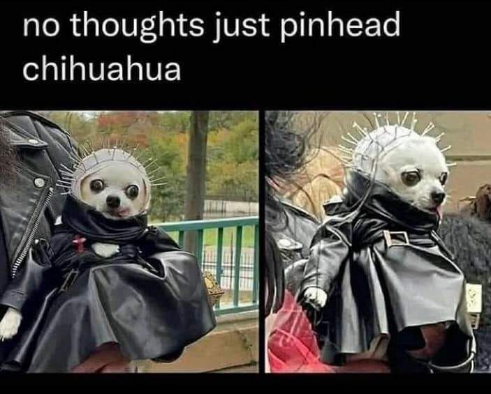 A Chihuahua in a pinhead costume from hellraiser, with the text "no thoughts just pinhead Chihuahua"