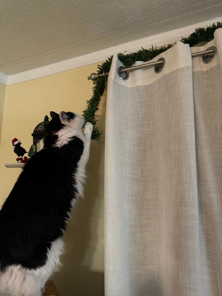 Tuxedo cat Aubrey brutally savaging the curtain garland despite multiple and continuous efforts to deter her.