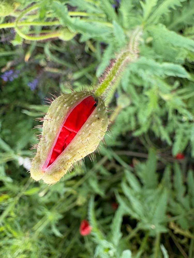 つぼみから赤い花が開こうとしているところらしい、ひだの寄った花びらが一筋の裂け目を開こうとしているように見える植物の写真。