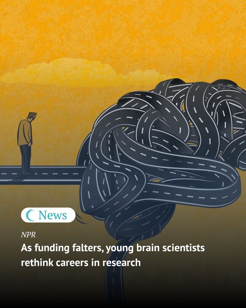 An illustration of a person standing at the beginning of a path that leads into a large, tangled brain, representing the complex journey in brain science research. The image is associated with an NPR news article about young brain scientists rethinking their careers due to funding challenges.