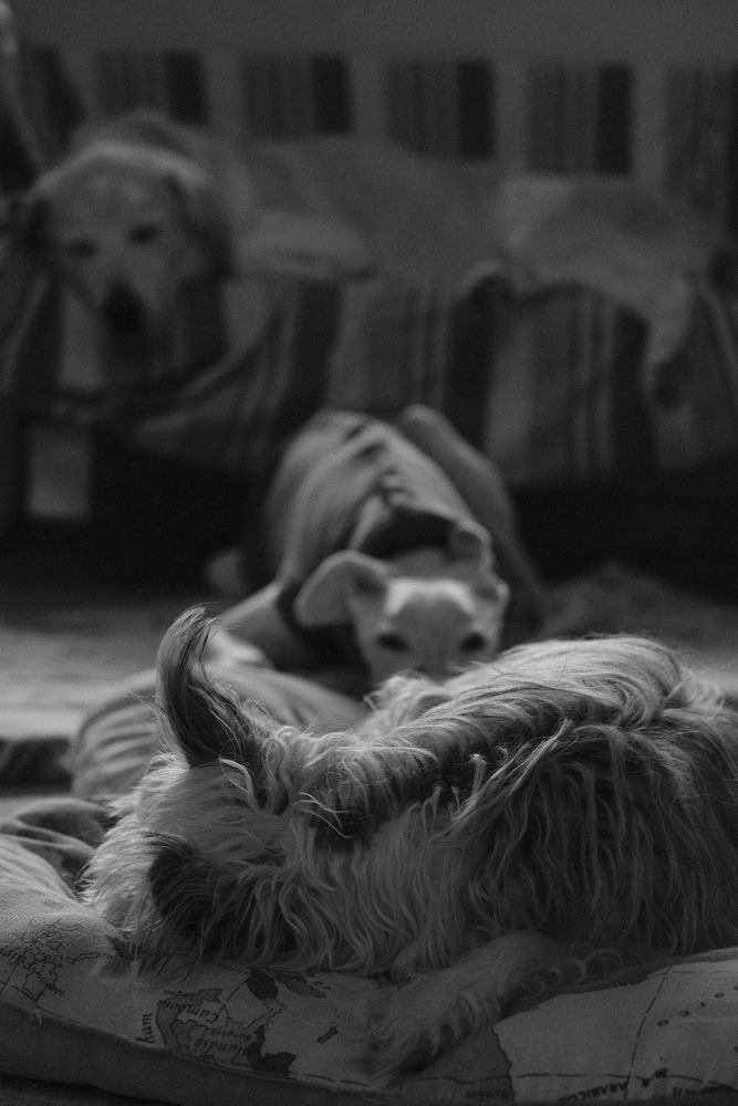 Una foto de tres perros durmiendo 