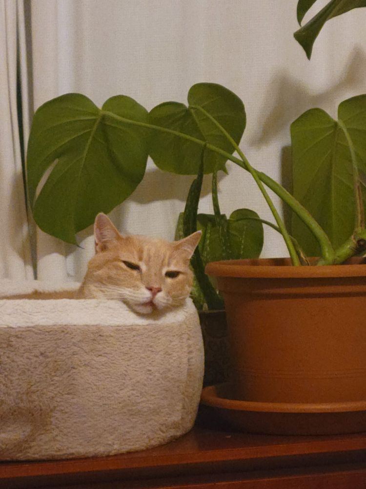 An orange and white cat named Socs sitting with his head on a cat bed edge in front of a white curtain. Near the cat is a healthy, green Monstera plant in an orange pot. Both of these beings sit on a wooden table.